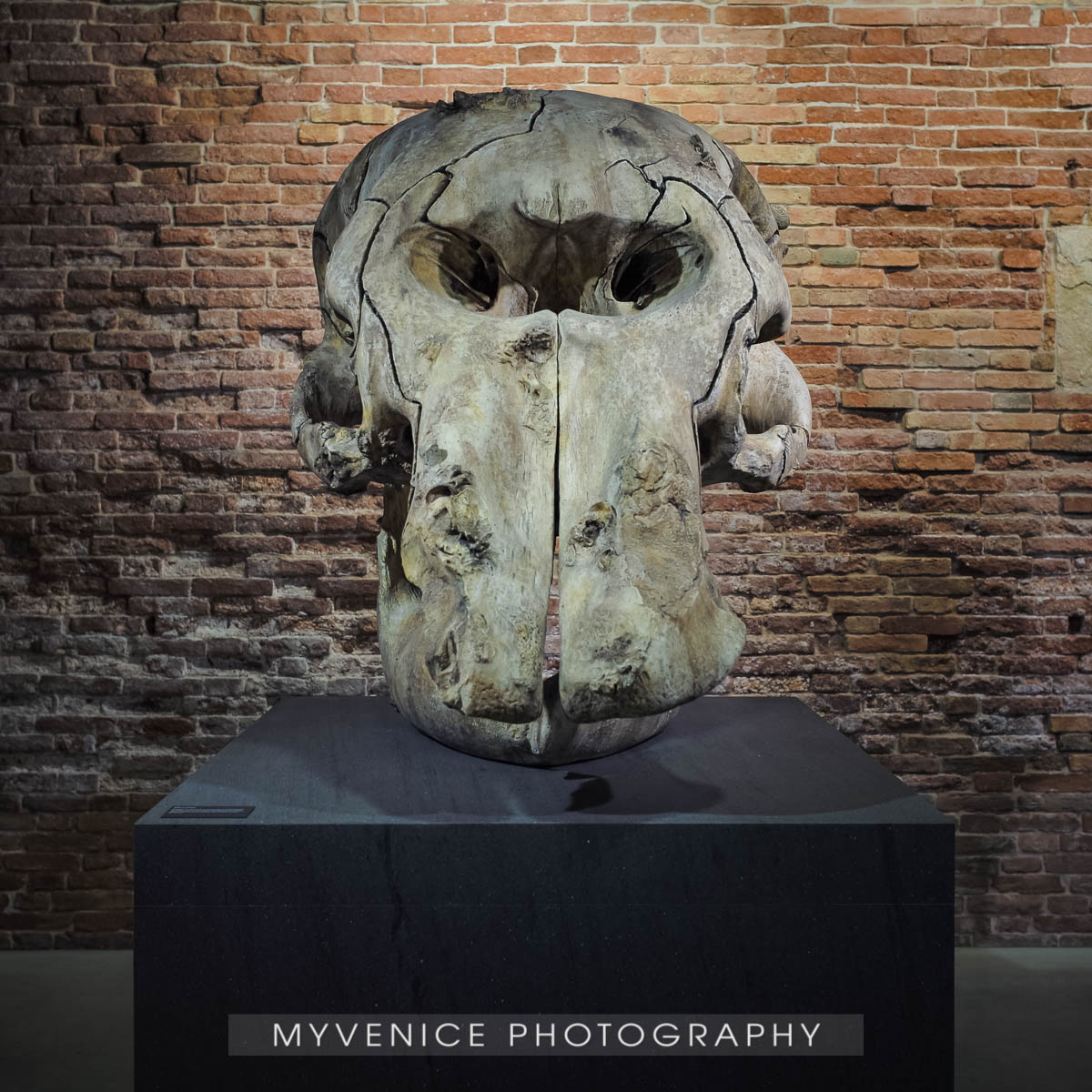 Myvenicephotography10